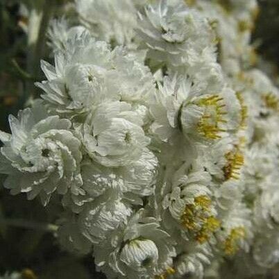 Anaphalis margaritacea Flower