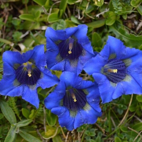 Gentiana clusii Flower