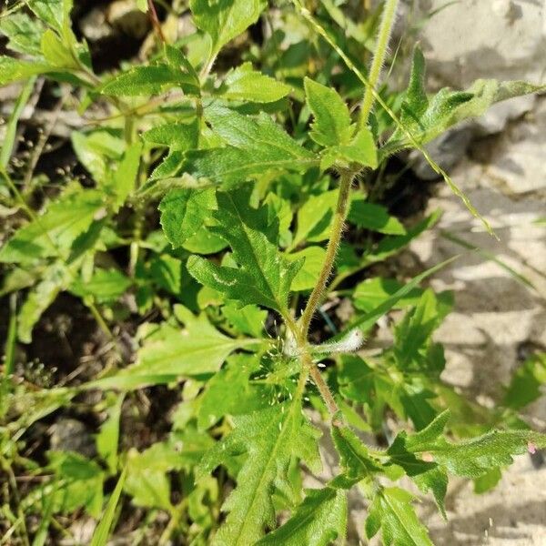 Tridax procumbens Leaf