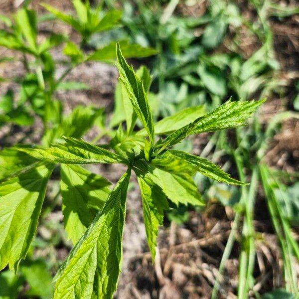 Geum laciniatum Lapas