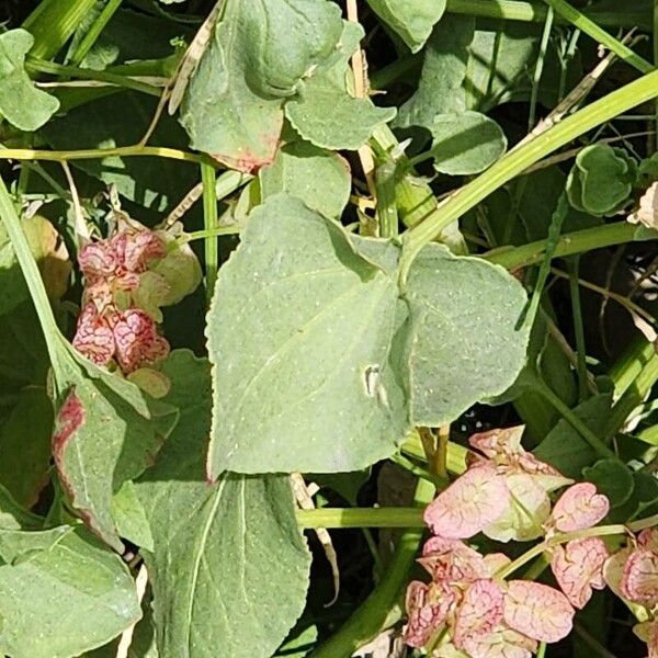 Rumex vesicarius Blatt