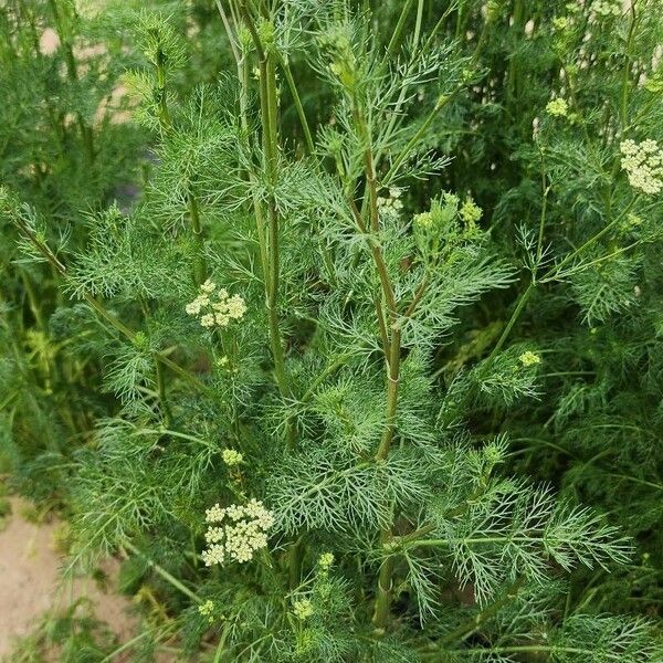 Trachyspermum ammi Costuma