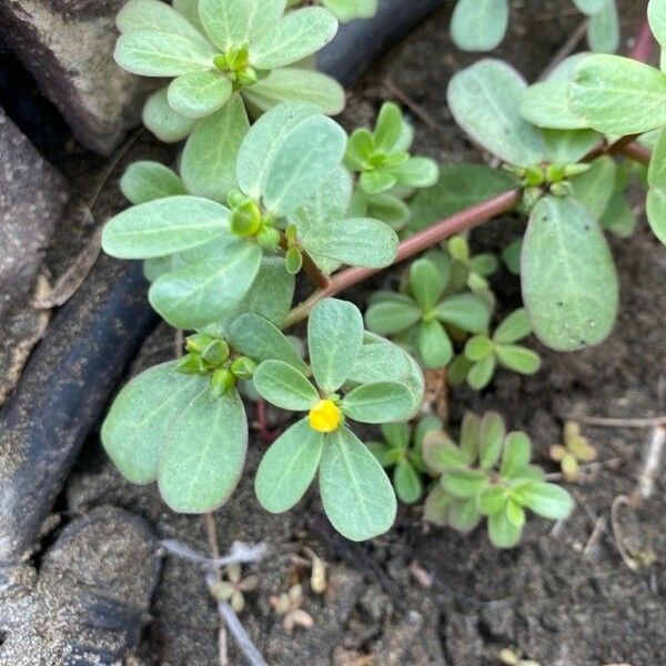 Portulaca oleracea Levél