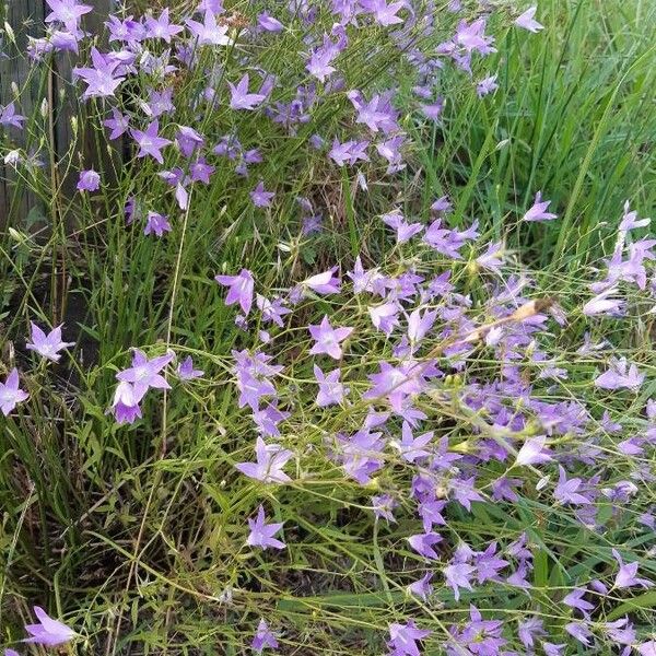 Campanula patula Elinympäristö