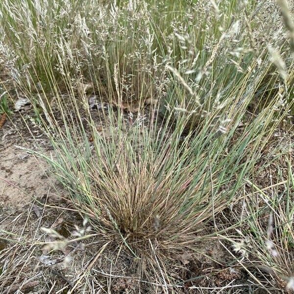 Corynephorus canescens Blatt