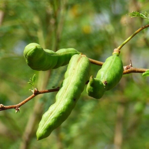 Acacia farnesiana Meyve