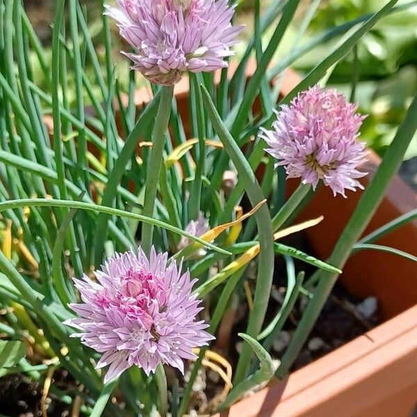 Allium schoenoprasum Flower