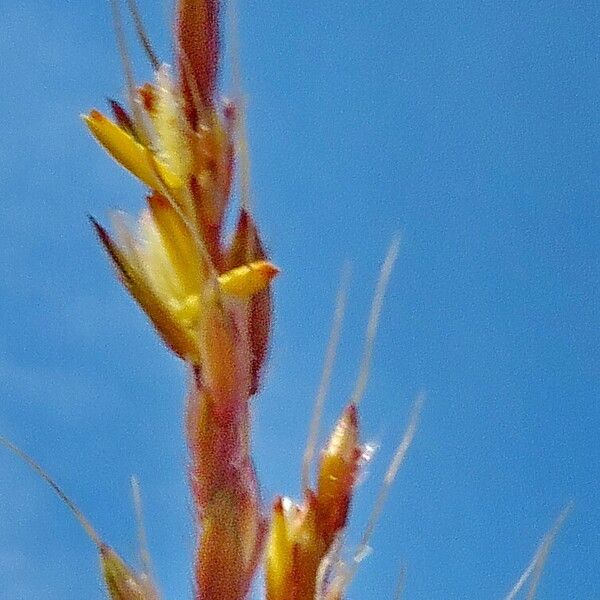 Helictochloa pratensis Kwiat