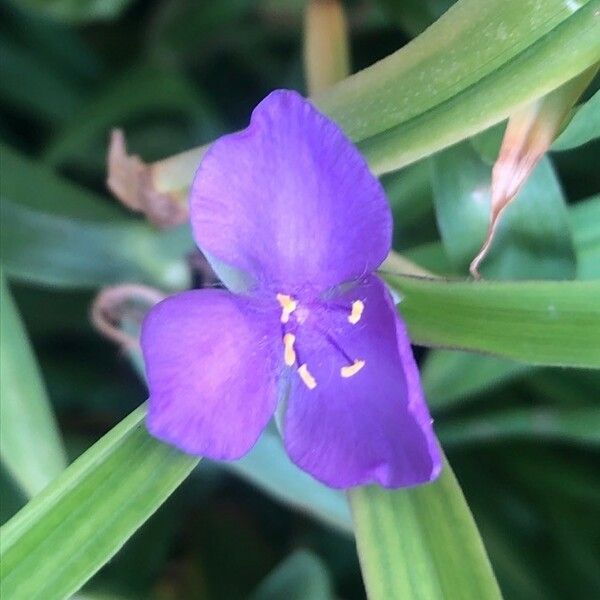 Tradescantia virginiana Flower