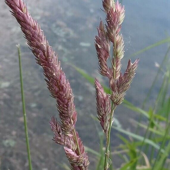 Phalaris arundinacea Flower