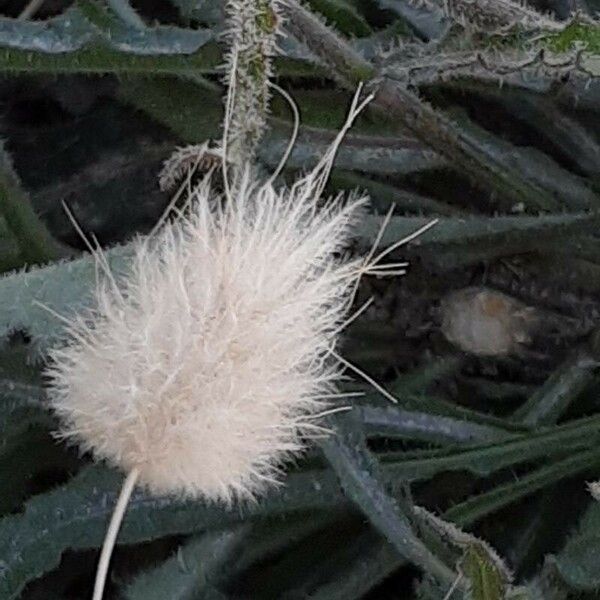 Lagurus ovatus Flower