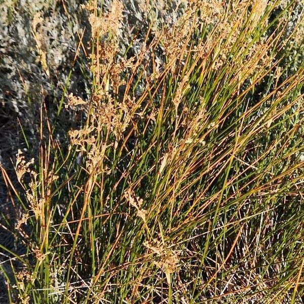 Juncus maritimus Vaisius