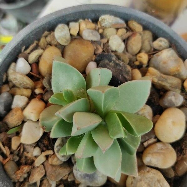 Delosperma lehmannii Leaf