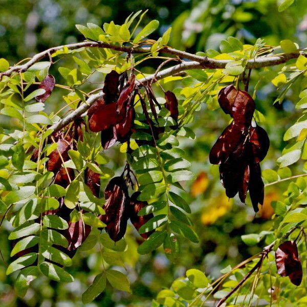 Gleditsia aquatica Fruit