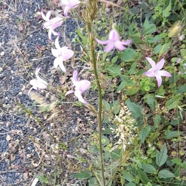 Campanula rapunculus Staniste