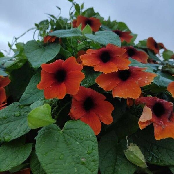 Thunbergia alata Цветок