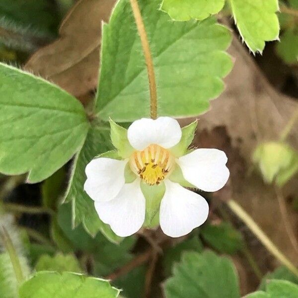 Potentilla sterilis Blomma