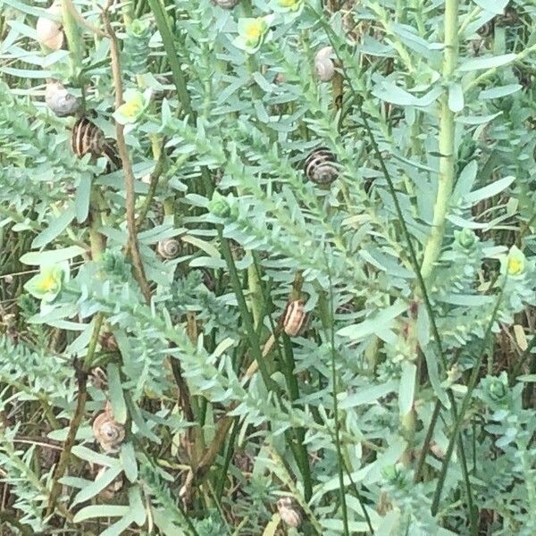 Euphorbia paralias Φύλλο