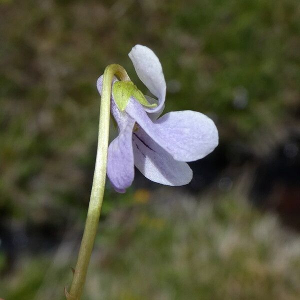 Viola palustris Cvet