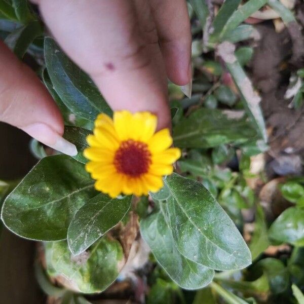 Calendula arvensis Floro