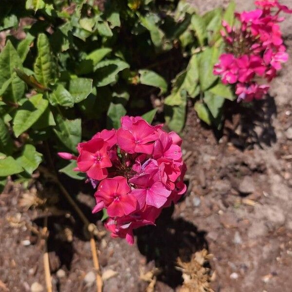 Phlox paniculata Blüte