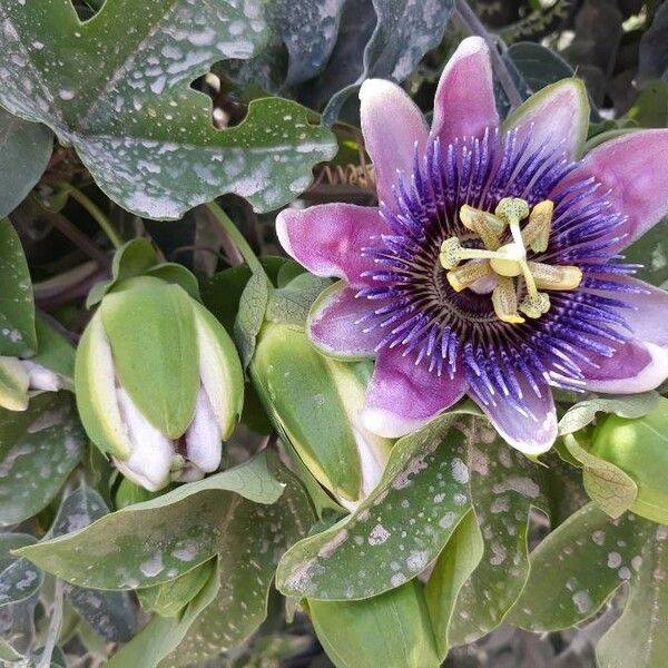 Passiflora menispermifolia