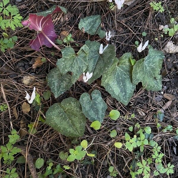 Cyclamen balearicum Flower