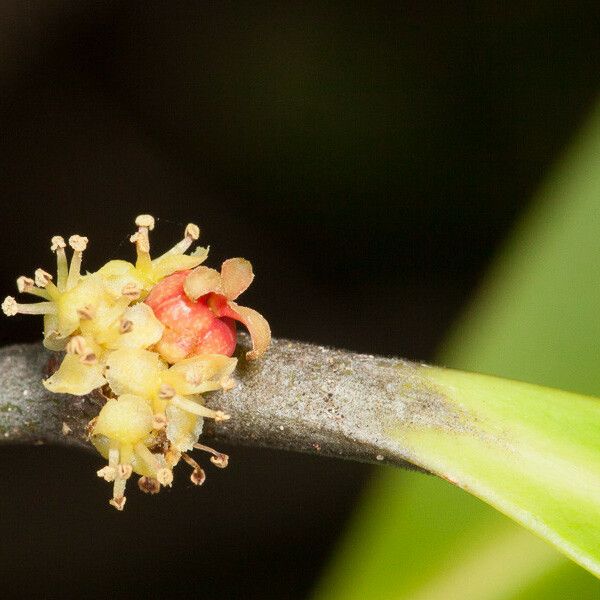Phyllanthus unifoliatus Цветок