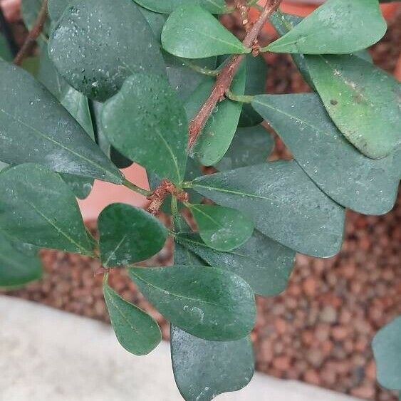 Ficus lingua Leaf