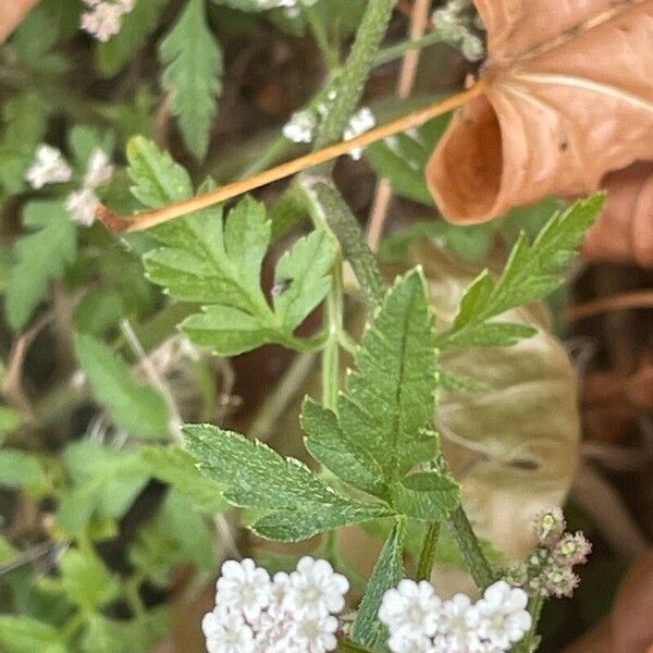 Torilis japonica Hoja