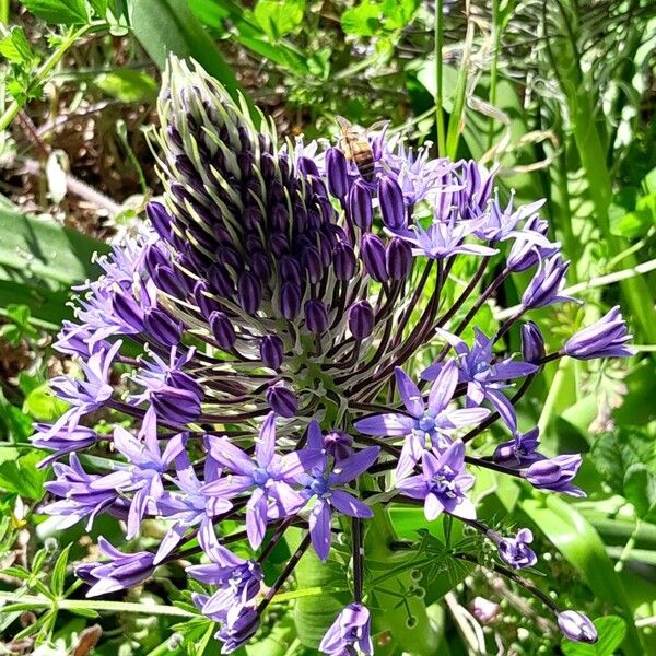 Scilla peruviana Blomst