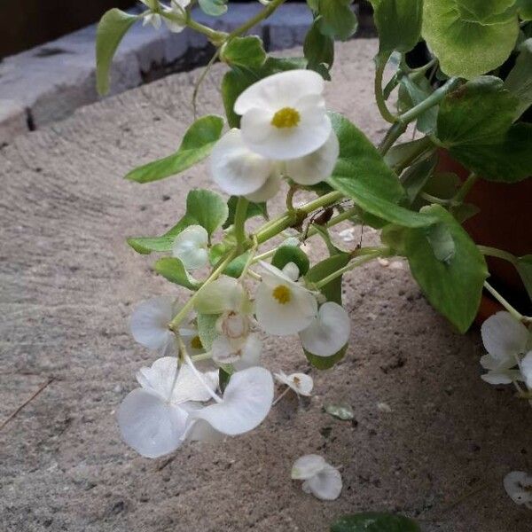 Begonia cucullata Çiçek