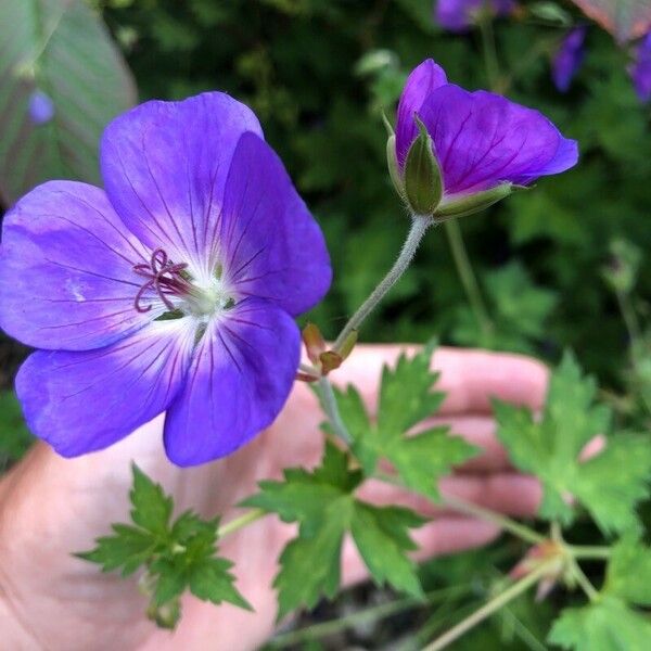 Geranium palustre പുഷ്പം