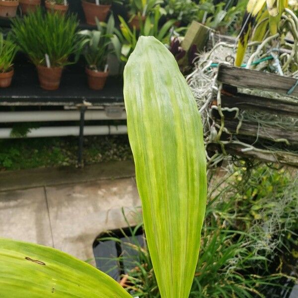 Coelogyne mayeriana Leaf