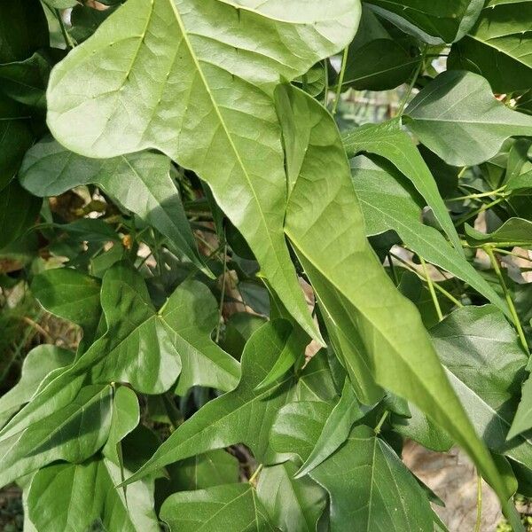 Erythrina humeana Leaf
