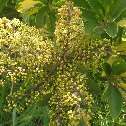 Schefflera arboricola फूल