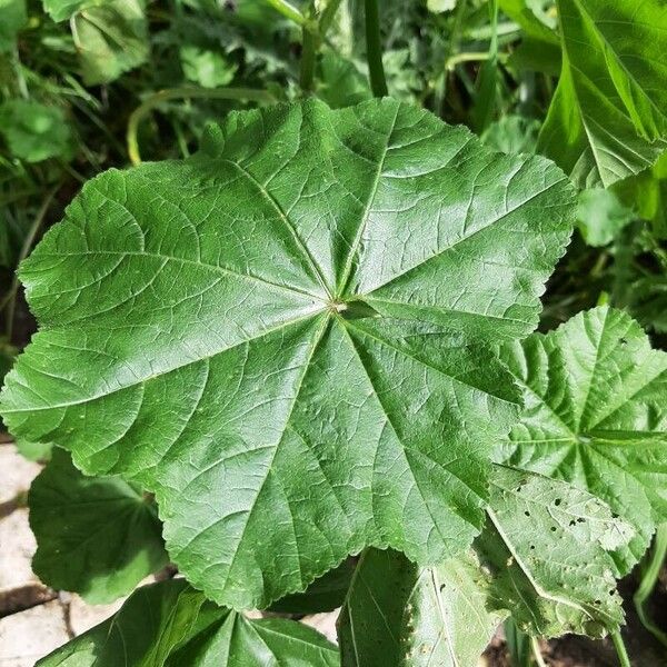 Malva parviflora Ліст