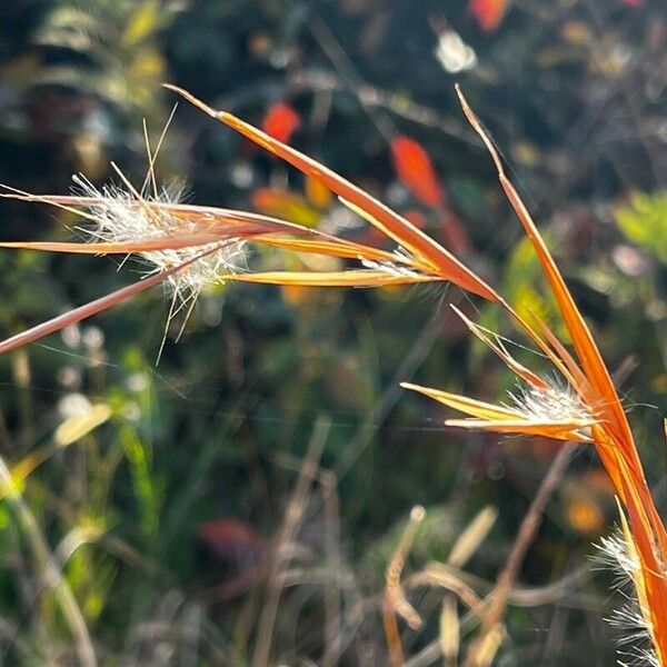 Andropogon gyrans 叶