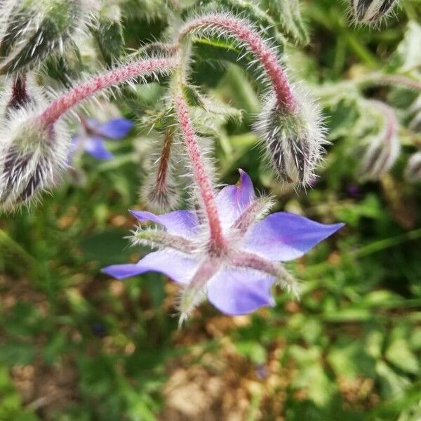 Borago officinalis Flower