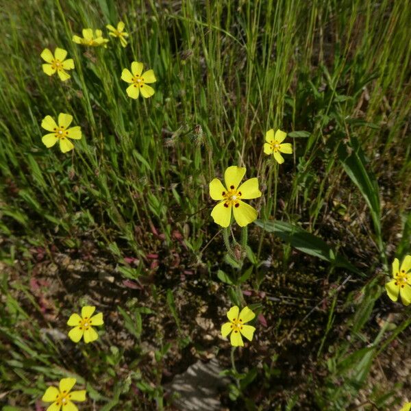 Tuberaria guttata Habit