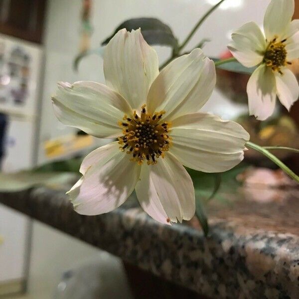 Bidens aurea Flower