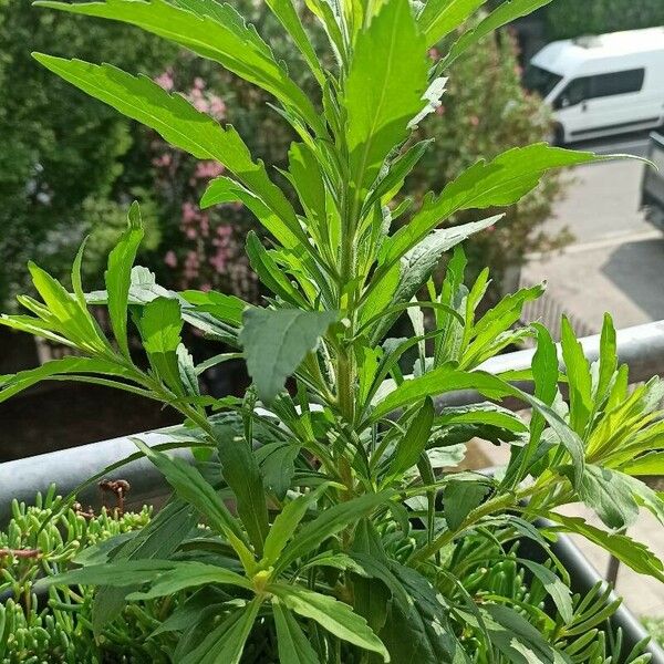 Erigeron sumatrensis Leaf