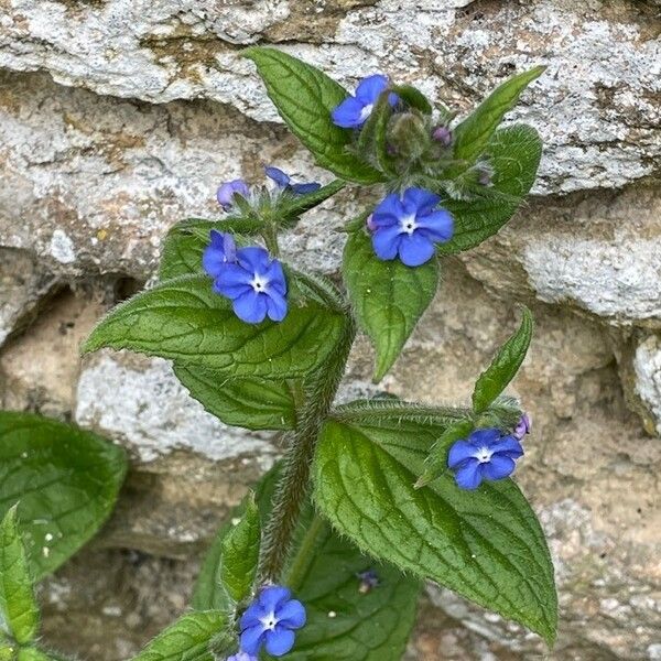 Pentaglottis sempervirens പുഷ്പം