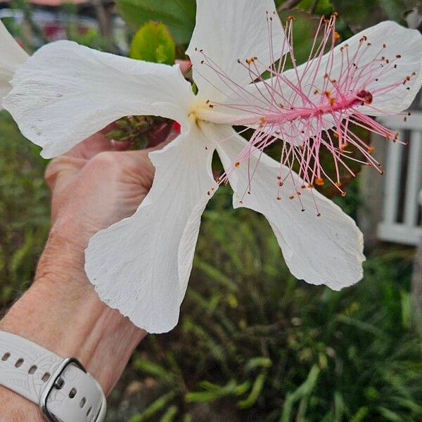 Hibiscus arnottianus Λουλούδι
