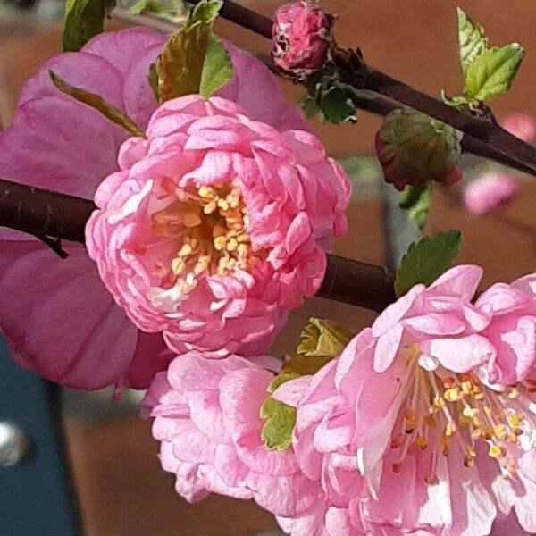 Prunus triloba Flor