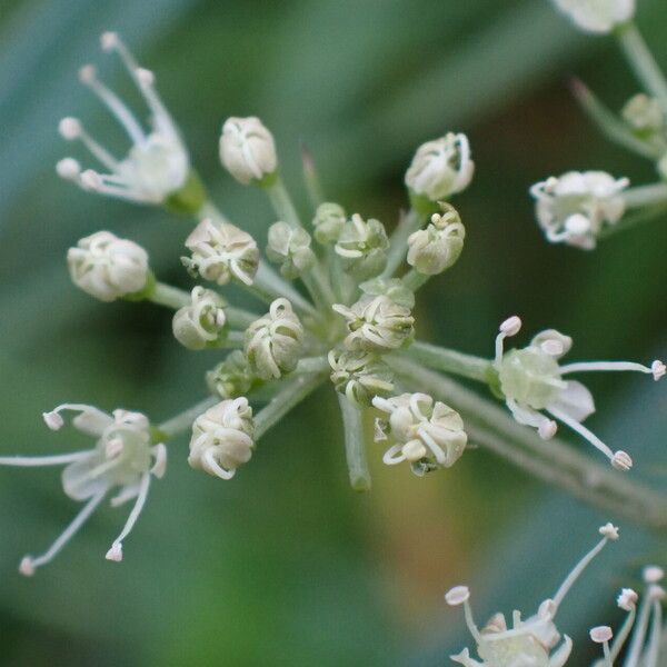 Angelica sylvestris Blomst