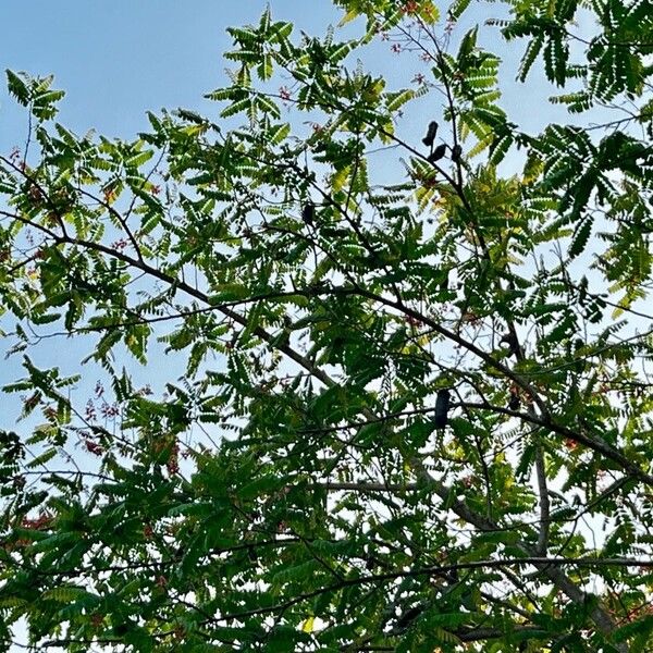 Cassia grandis Leaf