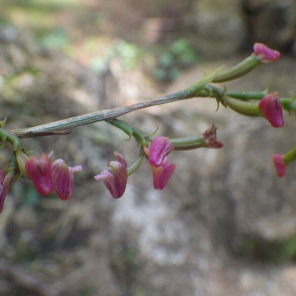 Polystachya concreta Bloem