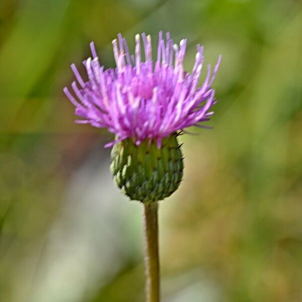 Cirsium canum Квітка