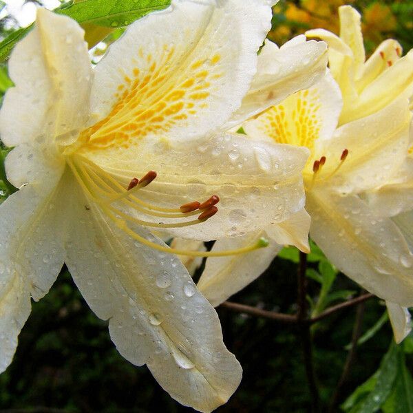 Rhododendron calendulaceum Blüte